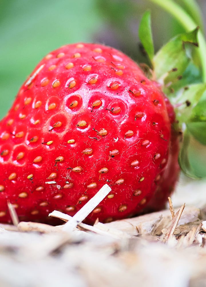 paillis naturel chanvre pour potager 