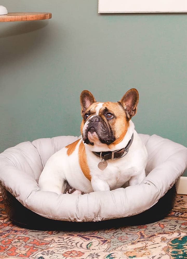 panier pour chien avec coussin rembourré