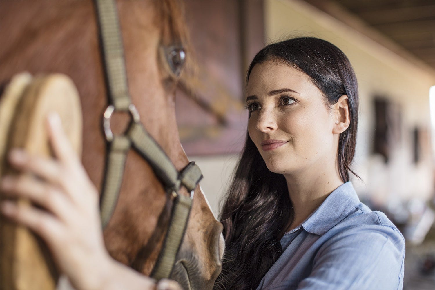 Pansage, soin du cheval Pansage, soin du cheval