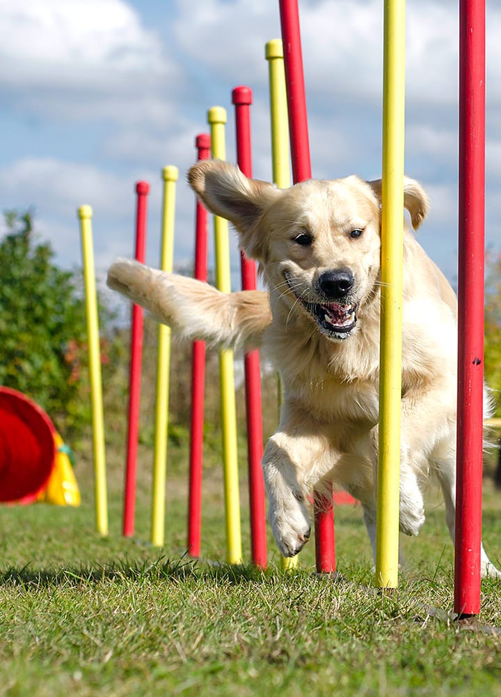 jeu de parcours pour chien