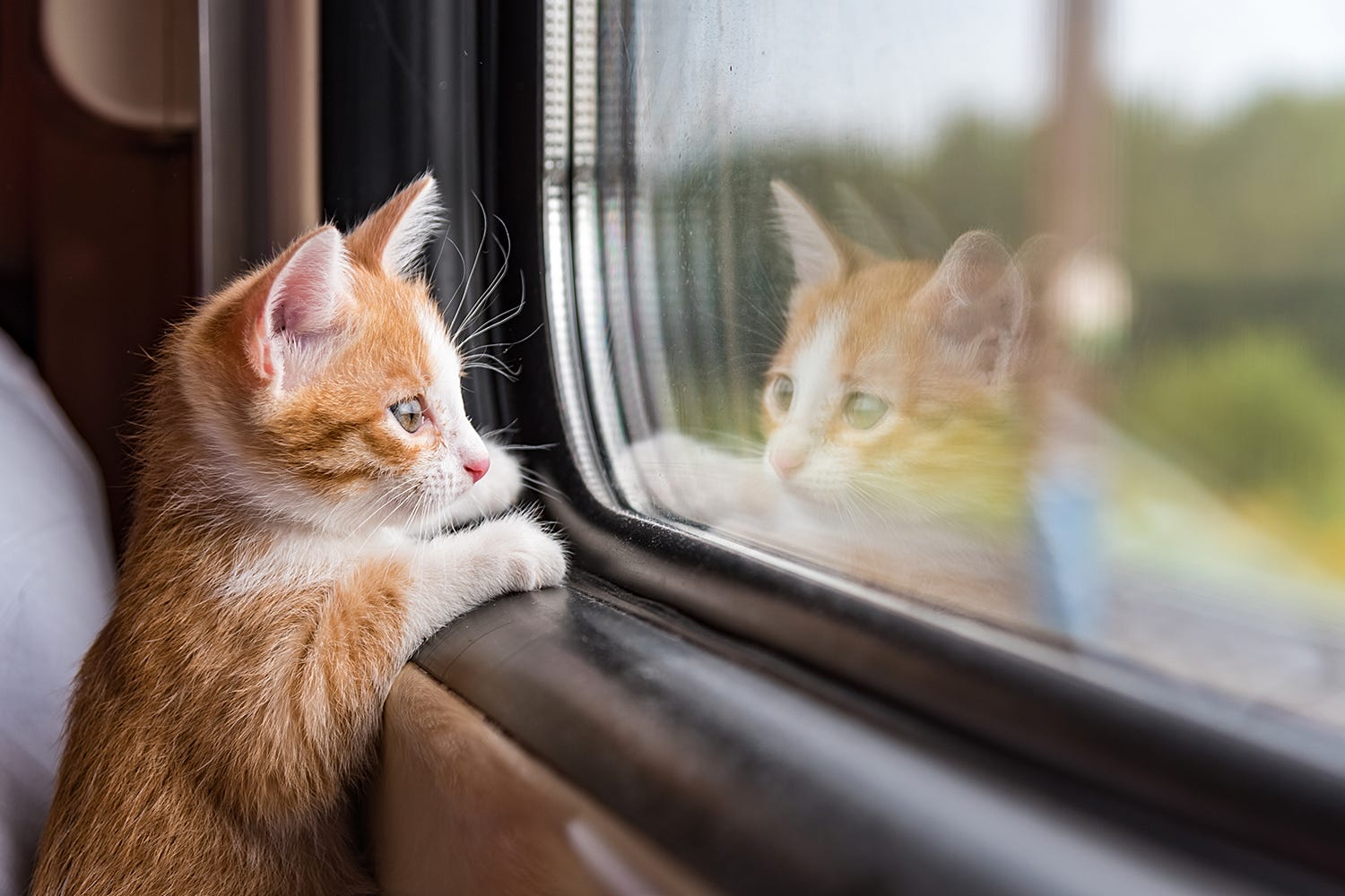 Partir en vacances avec son chat