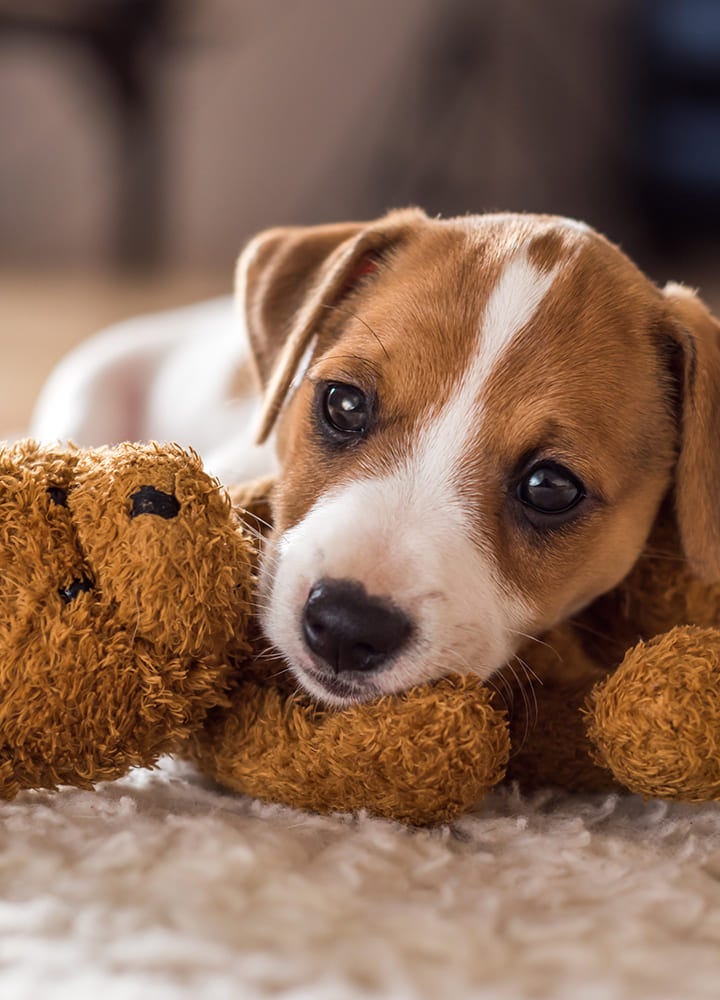 jouet peluche pour chien