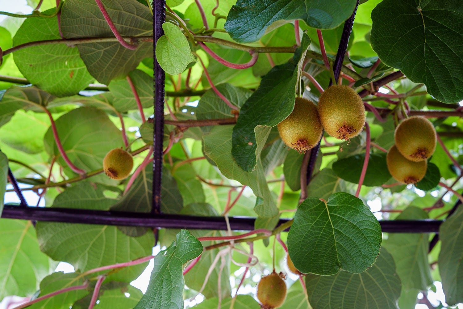 Plante grimpante comestible : le kiwi kiwi