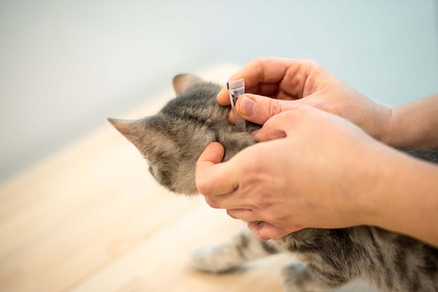prévenez l'apparition des parasites pipette anti-puces pour chat