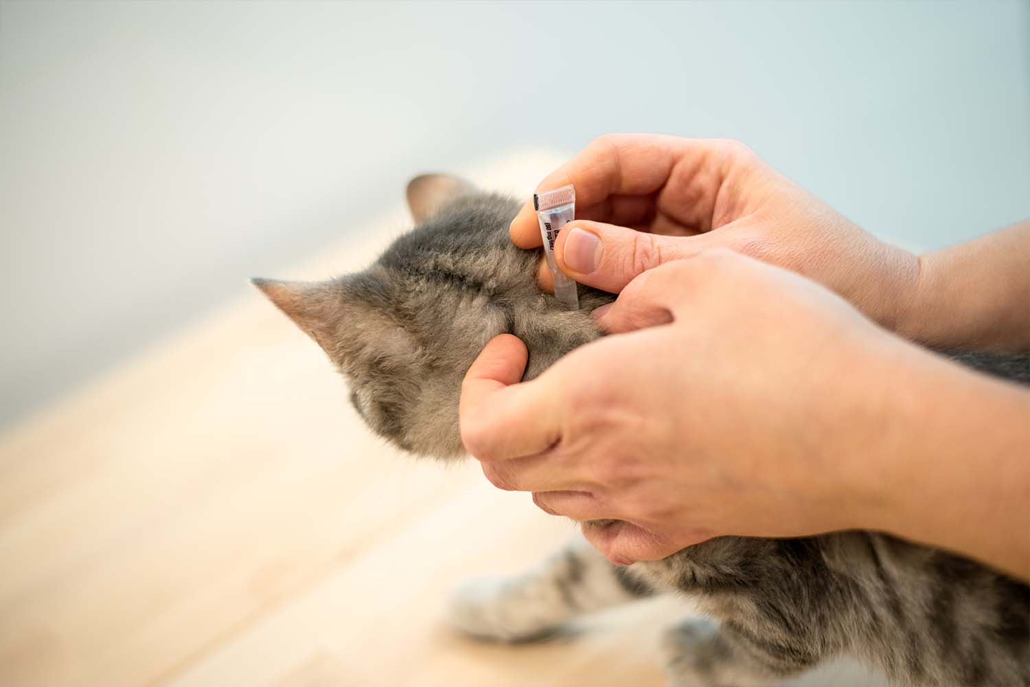 pipette anti-puces pour chat