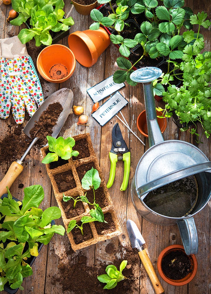 jardinage légumes semis