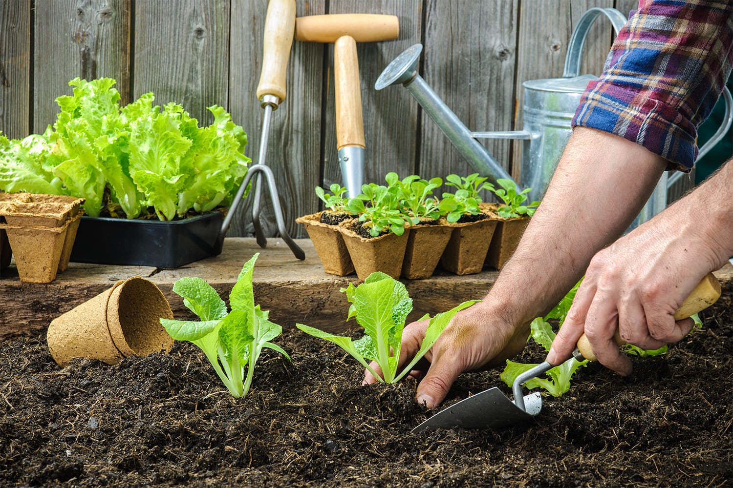 plantation végétaux semis potagers