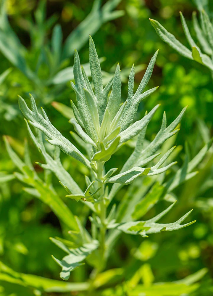 plante anti-insectes absinthe absinthe plante utile répulsif insectes
