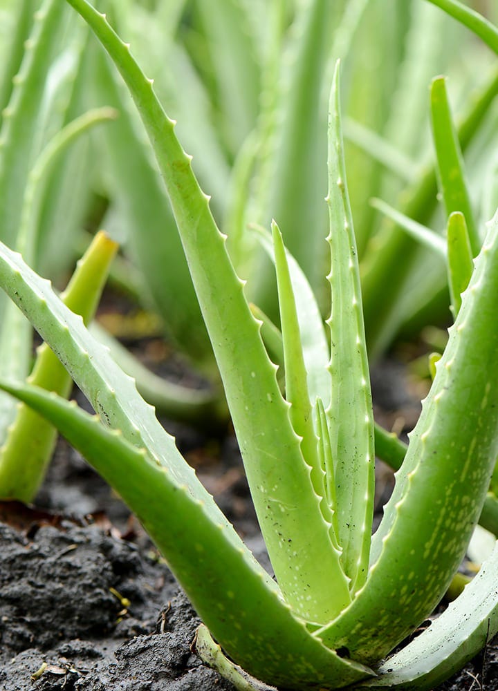 aloes plante nocive pour chat plante toxique aloes