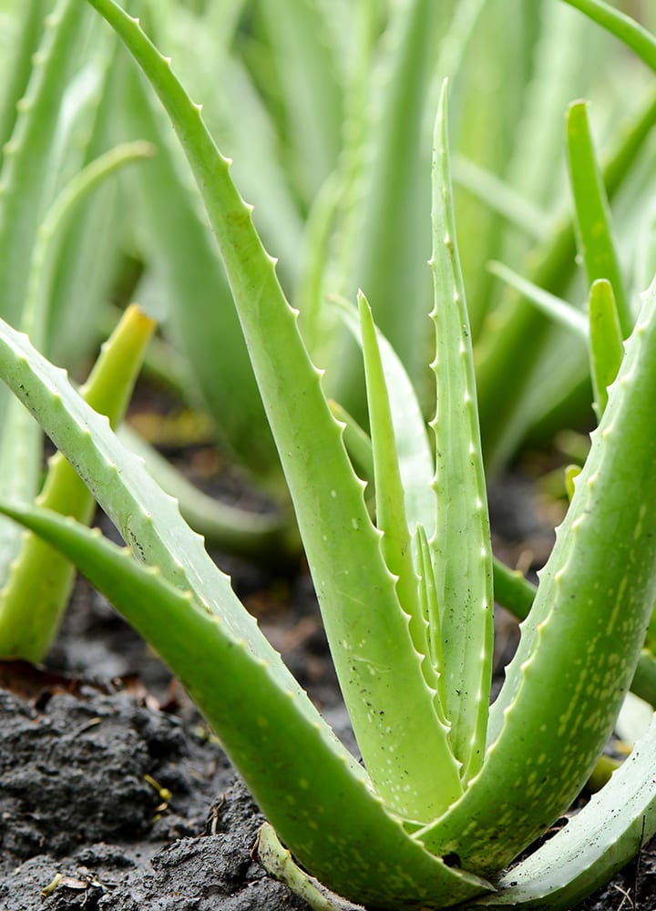 plante toxique aloes