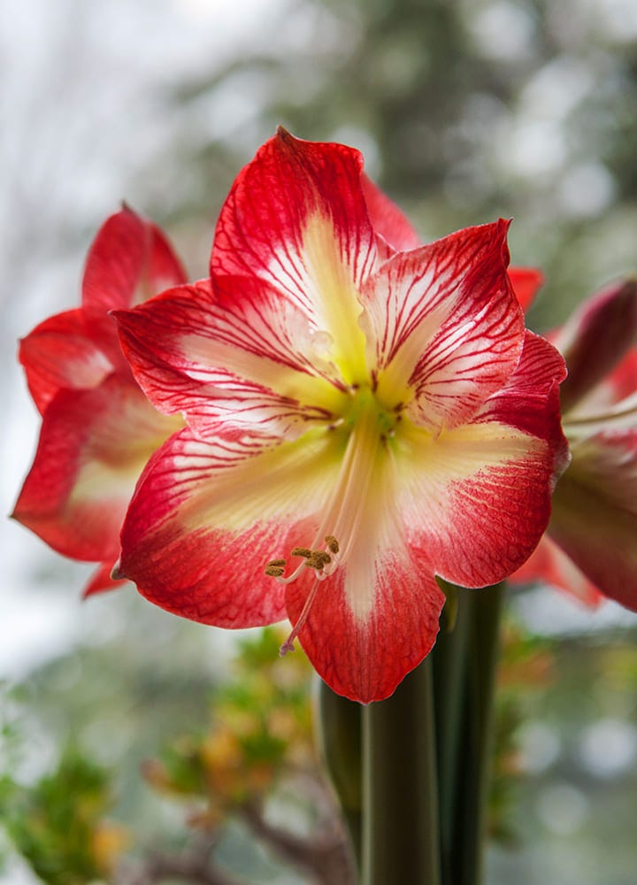 plante toxique amaryllis