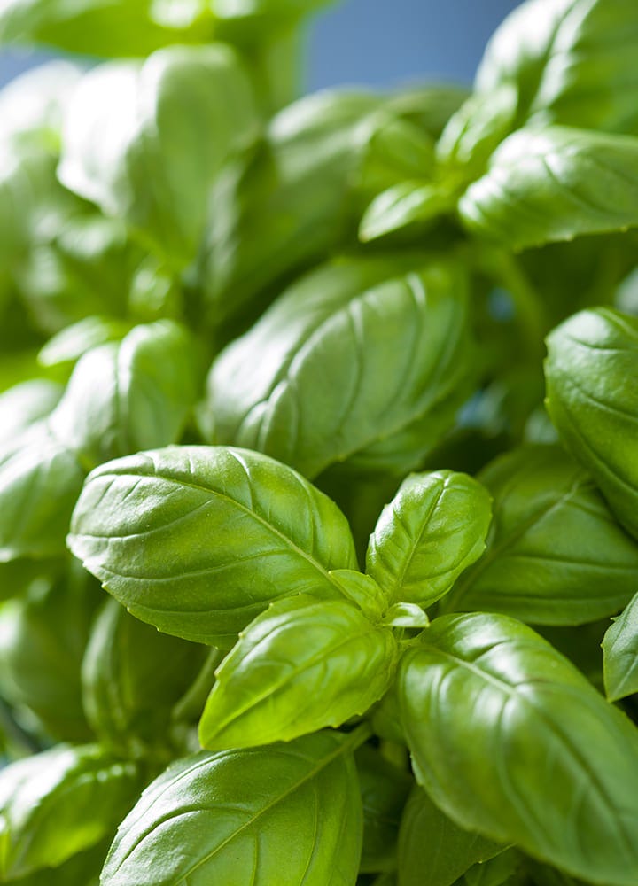 plante anti-mouches basilic basilic plante utile répulsif mouches