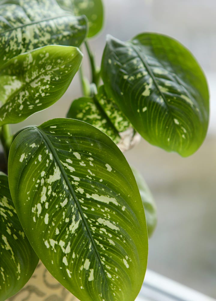 plante toxique dieffenbachia