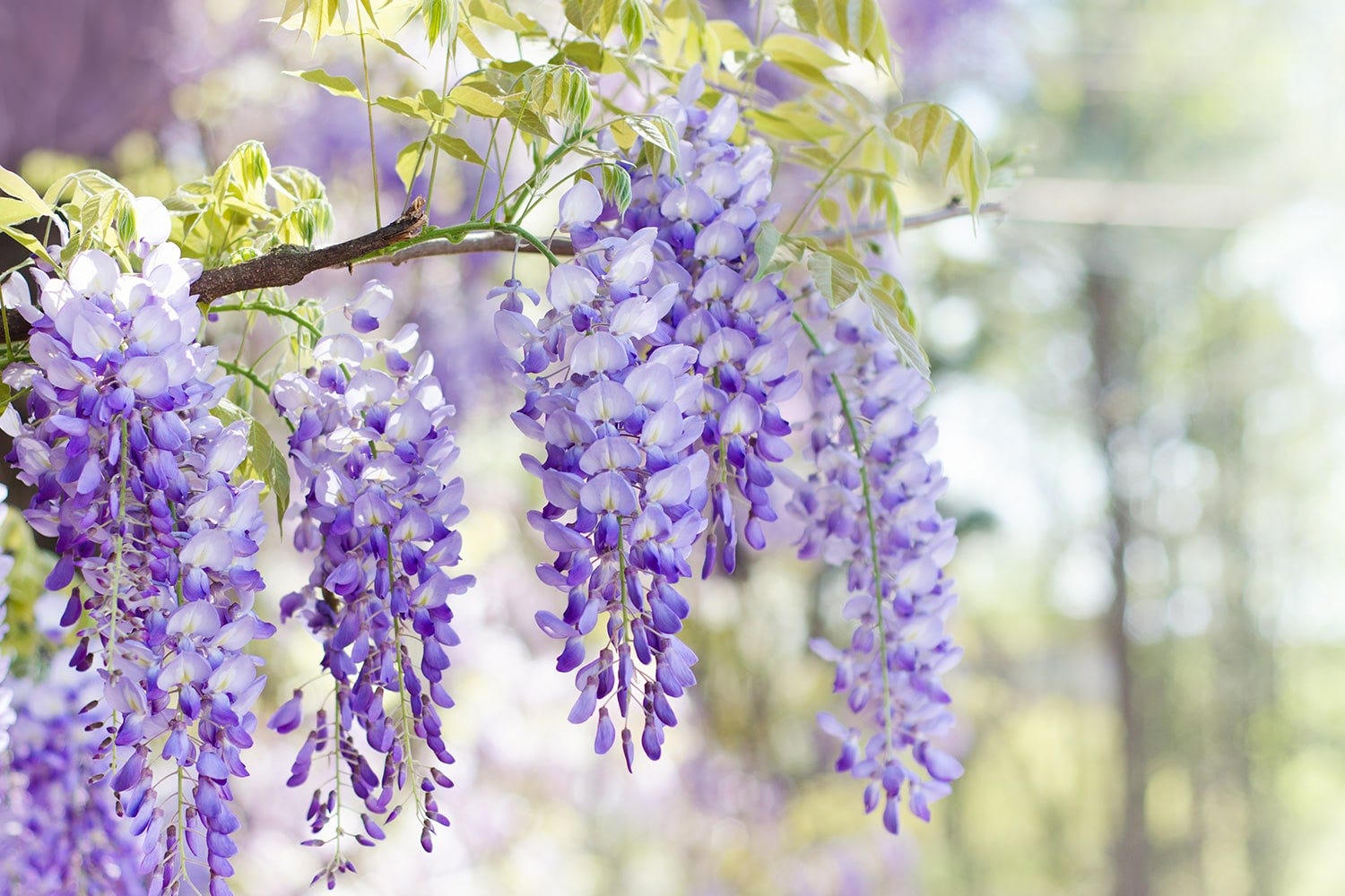 Plante grimpante à fleurs : la glycine fleurs de glycines