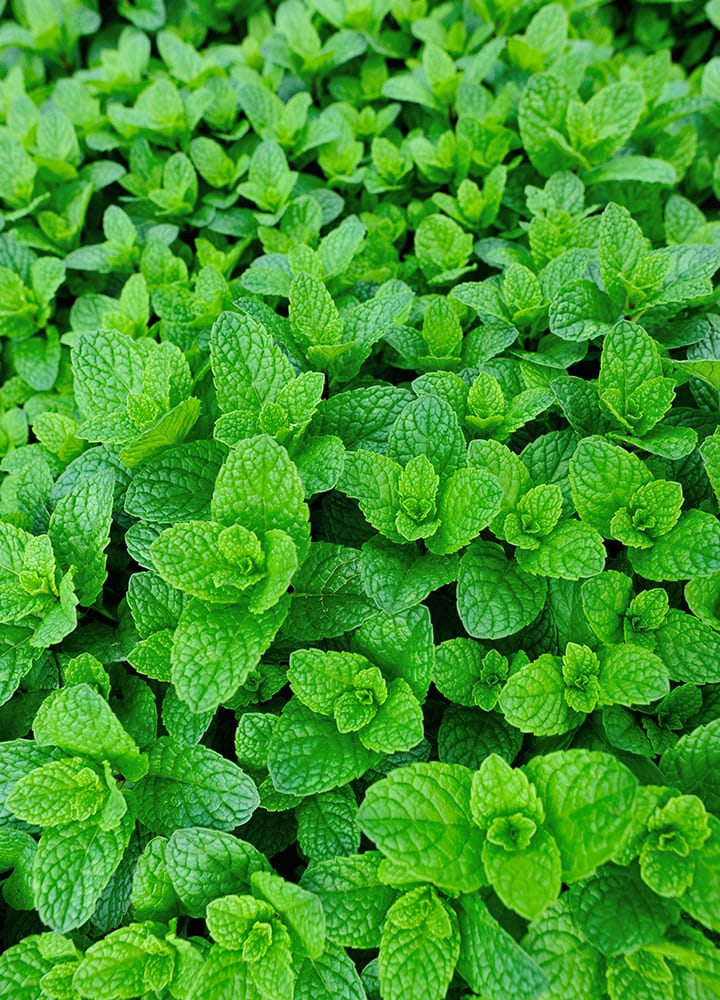 plante anti-araignées menthe menthe plante utile répulsif araignées