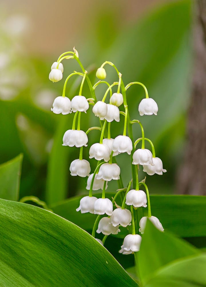 plante toxique muguet 