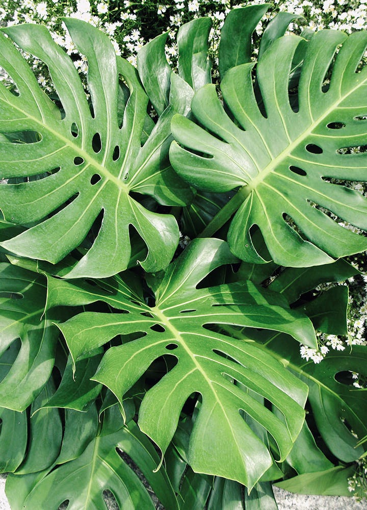 plante toxique philodendron