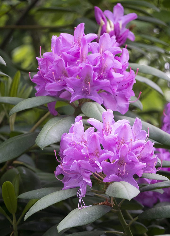 rhododendron plante nocive pour chat plante toxique rhododendron