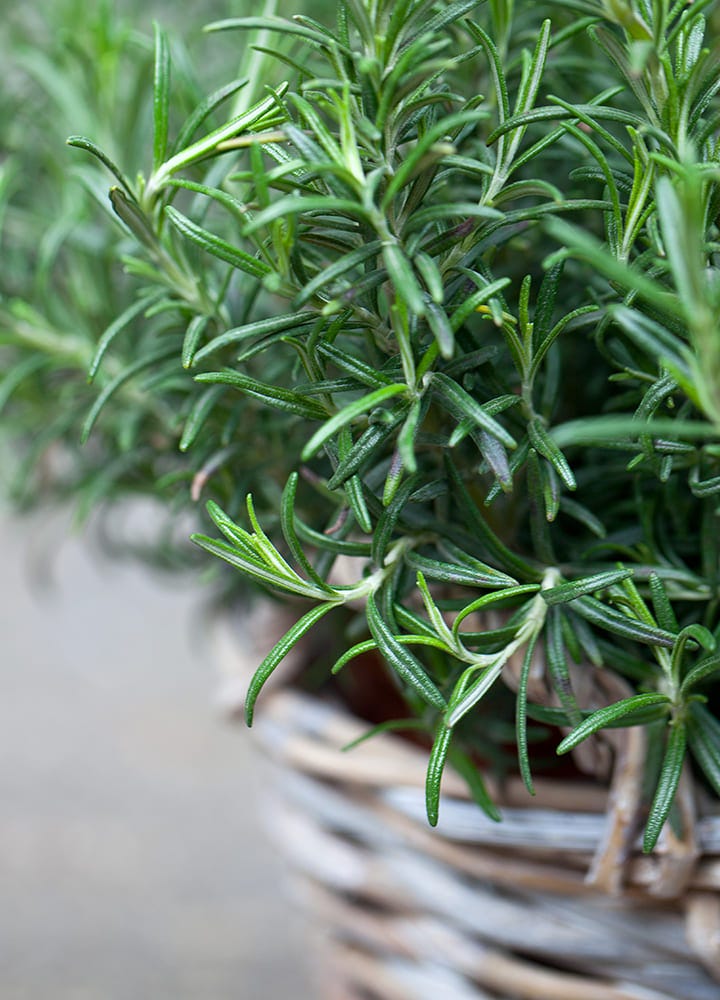 plante anti-moustiques romarin romarin plante utile répulsif moustiques