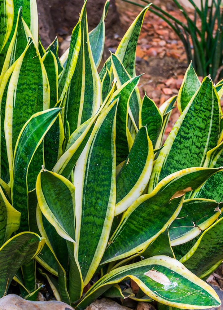 plante toxique sanseveria