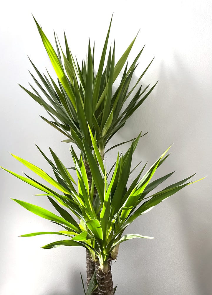 yucca plante nocive pour chat plante toxique yucca