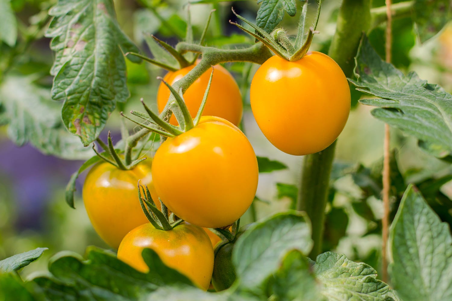 plantation de tomates jaunes du jardin