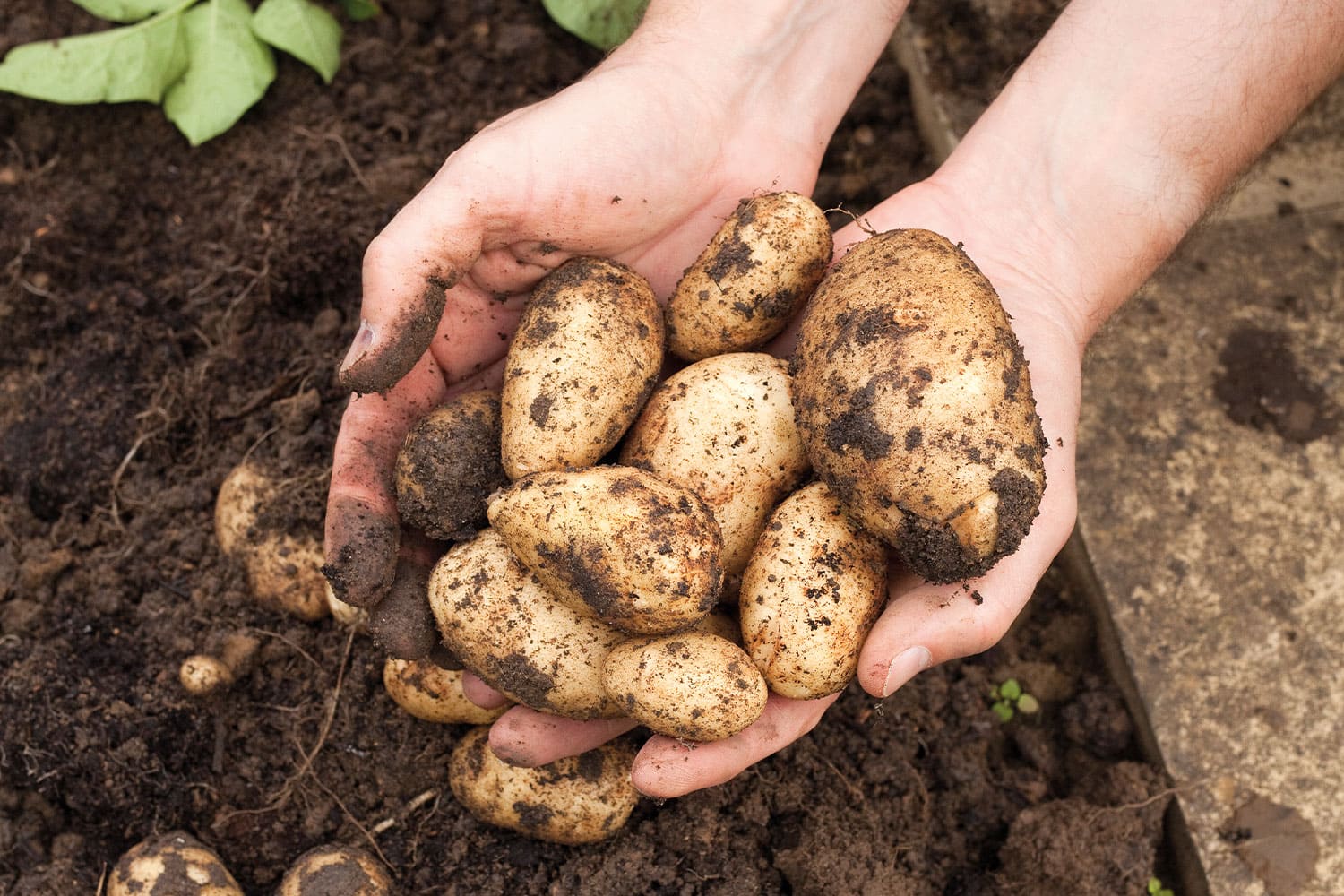 plantation pomme de terre potager