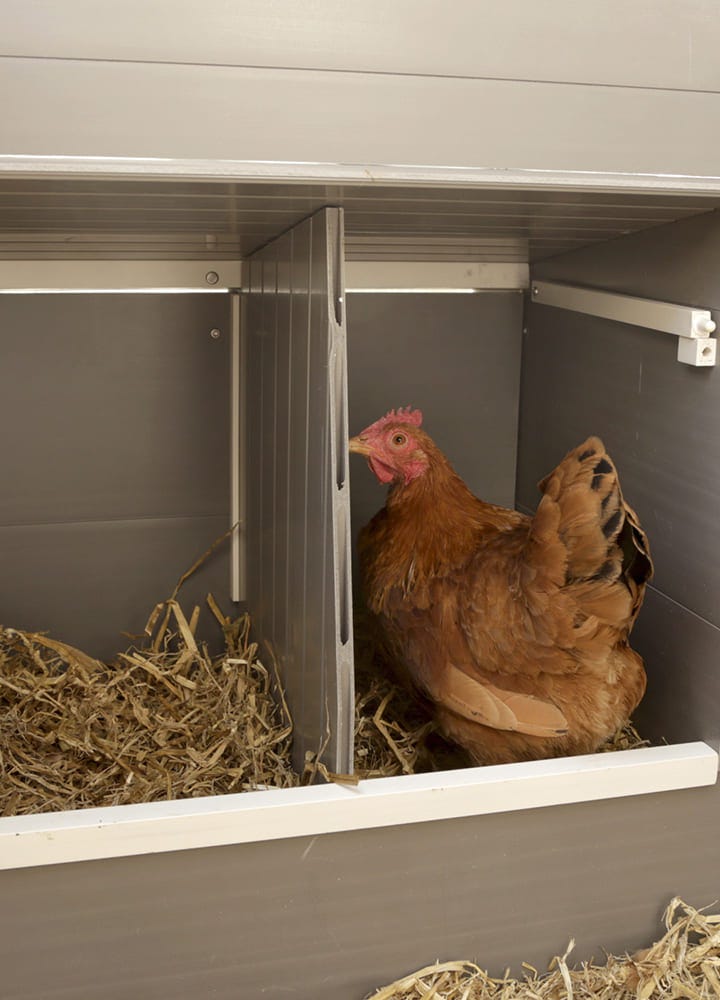 nid à poule dans poulailler pour ponte