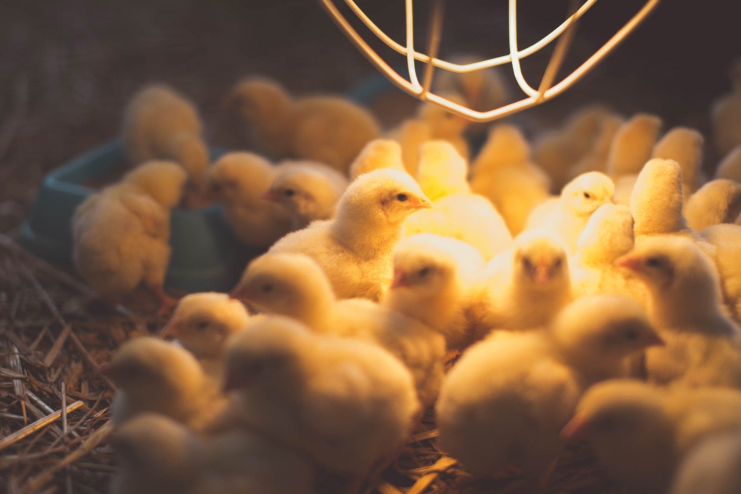 poussins sous une lampe infrarouge