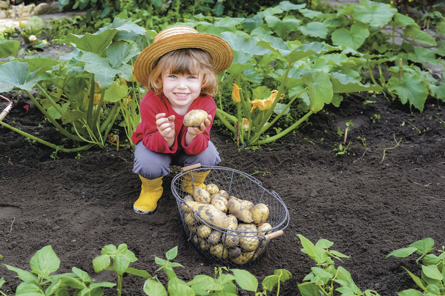 pomme de terre potager enfant