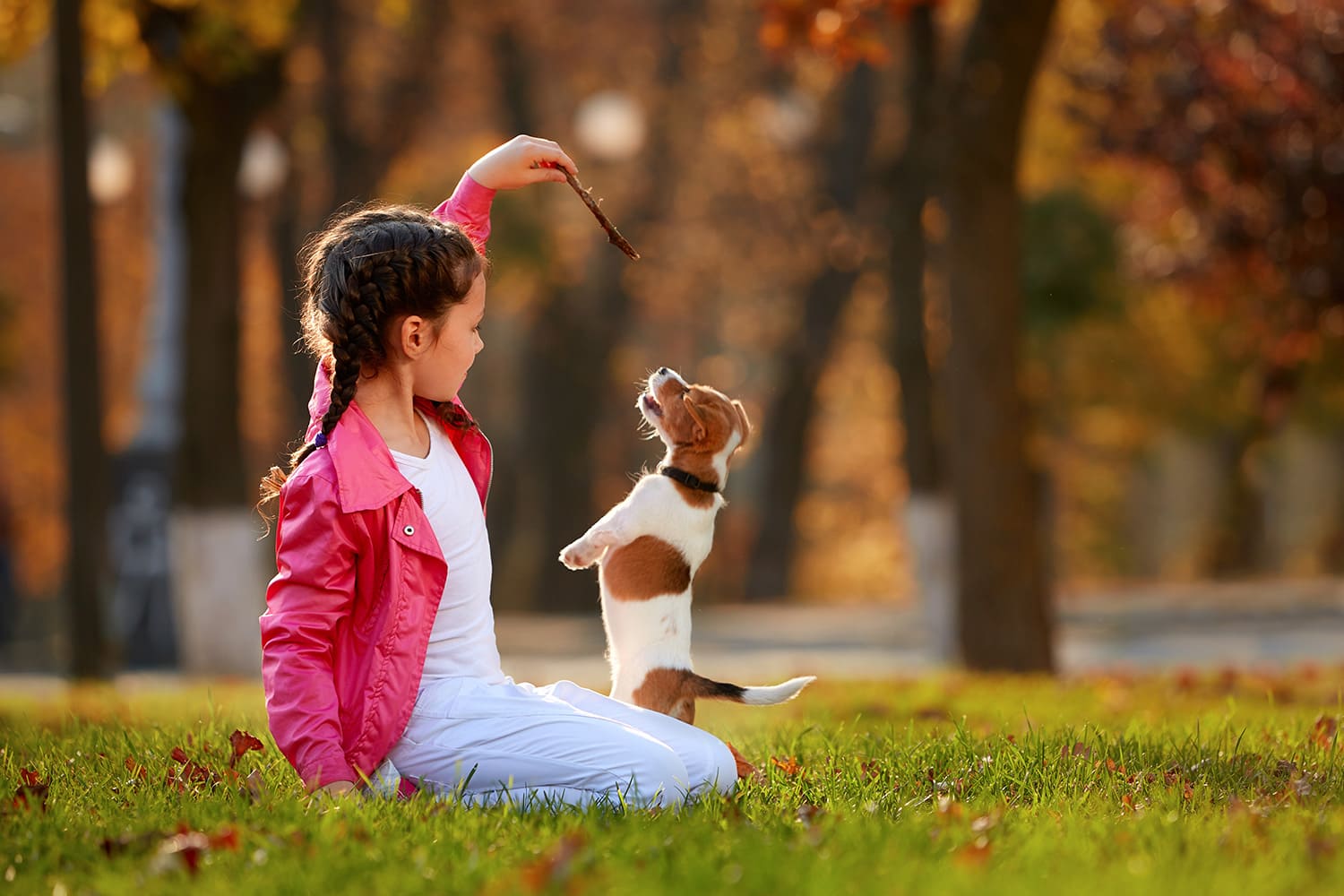 éducation du chien avec récompense