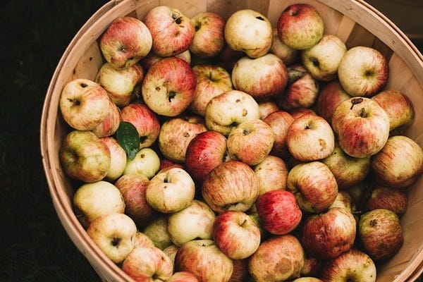 la récolte des pommes à cidre