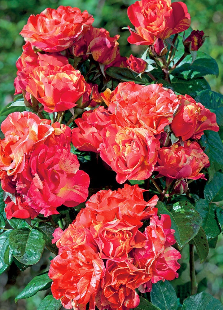 plantation jardin rosier arbustif plantation rosier arbustif