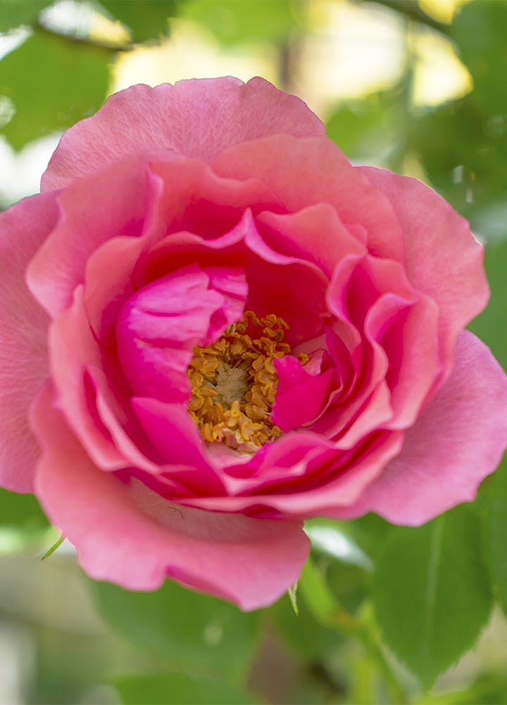 plantation rosier botanique