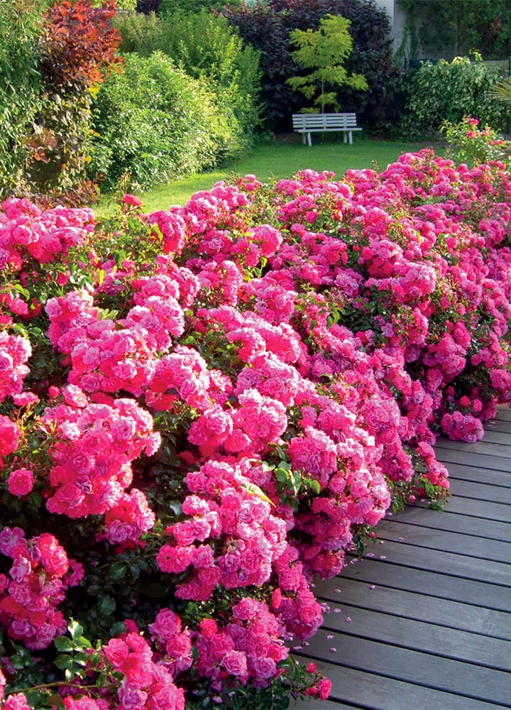 plantation jaridn rosier couvre sol plantation rosier couvre sol