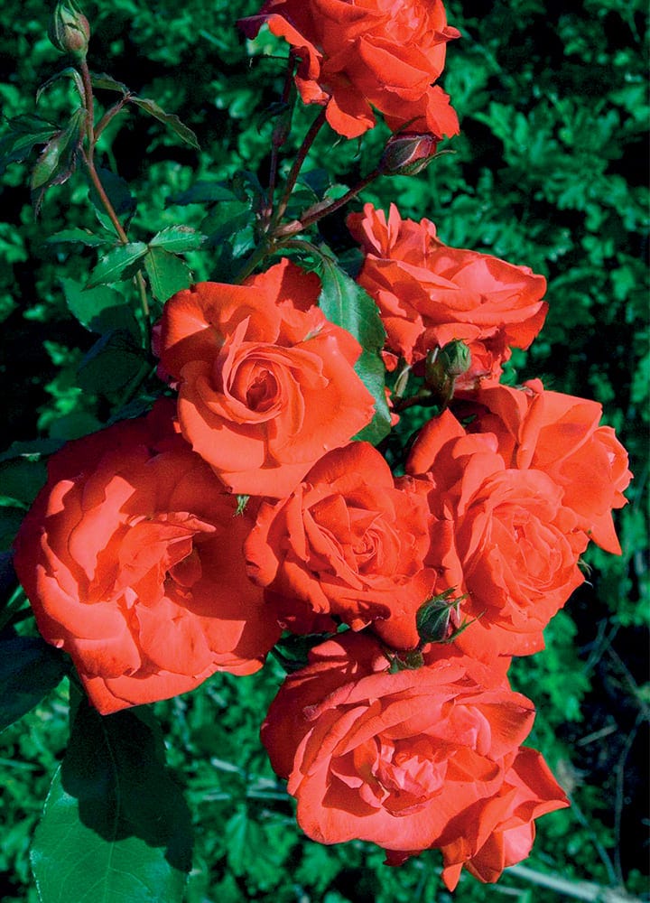 plantation rosier fleurs groupées