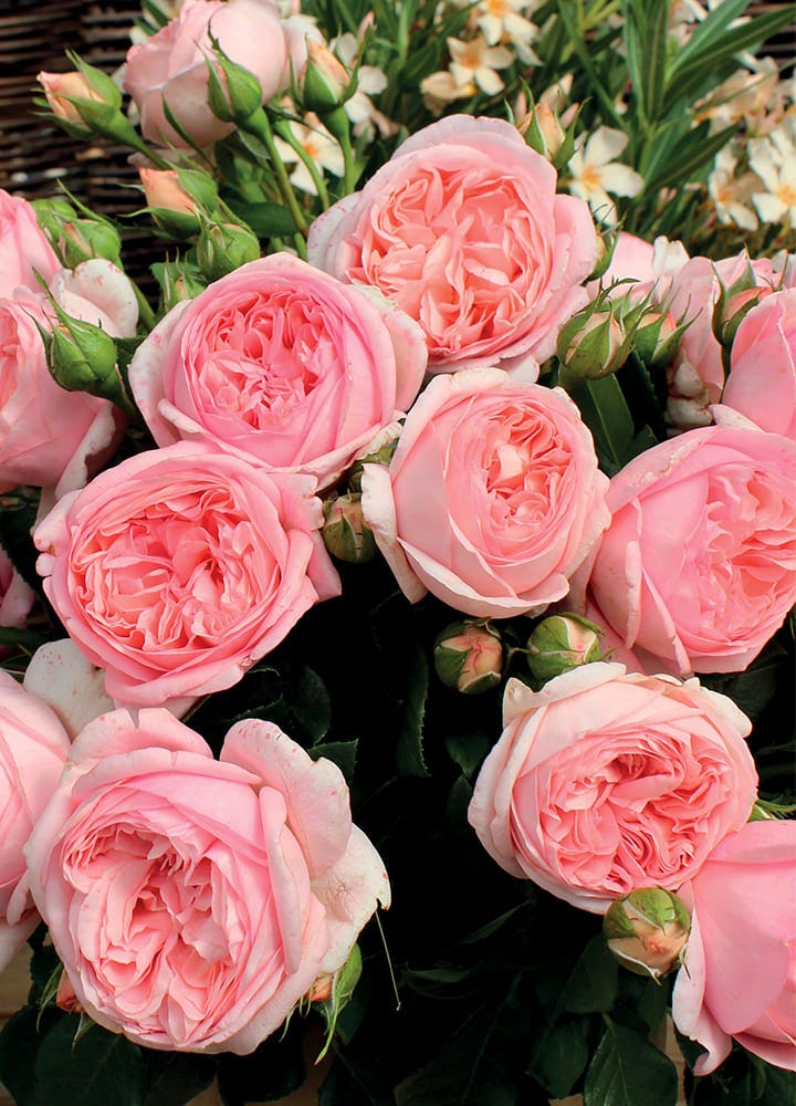 plantation jardin rosier grandes fleurs plantation rosier grandes fleurs