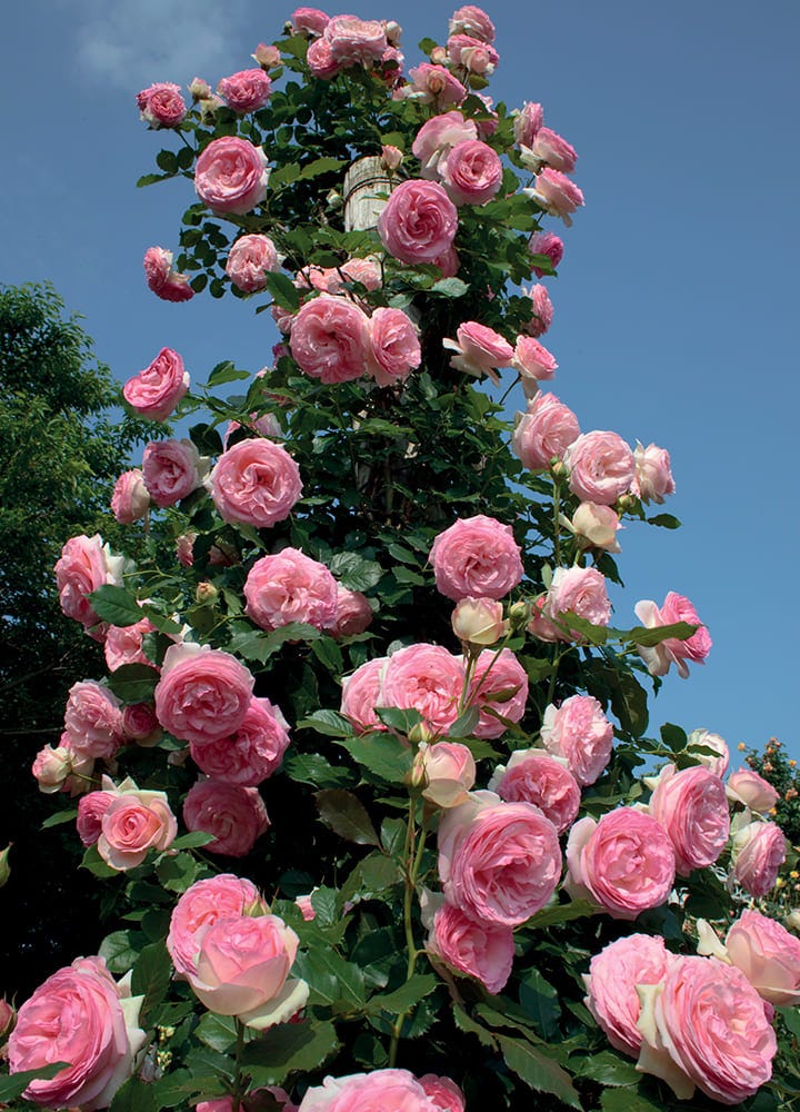 plantation jardin rosier grimpant plantation rosier grimpant