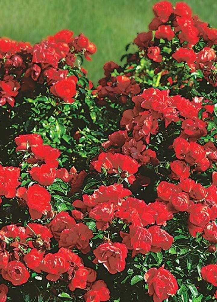 plantation jardin rosier pour massif plantation rosier pour massif