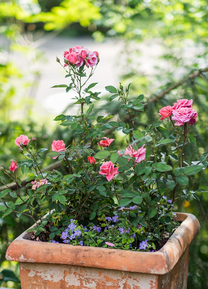 plantation jaridn rosier miniature plantation rosier miniature