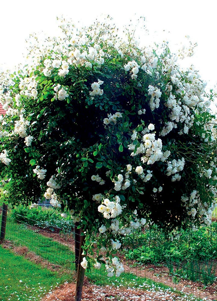 plantation jardin rosier pleureur plantation rosier pleureur