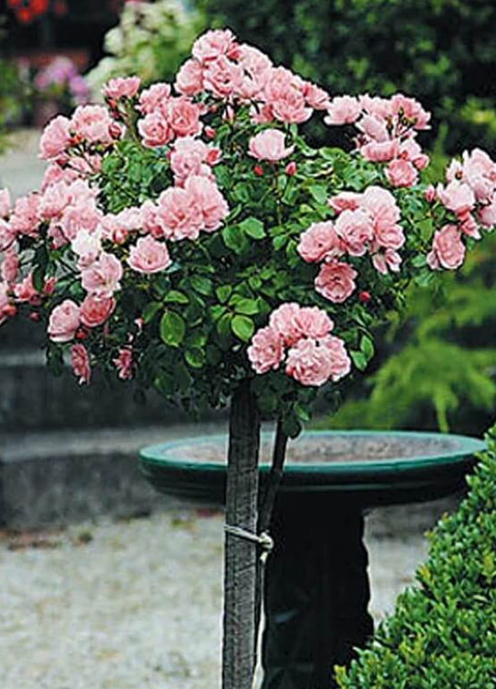plantation jardin rosier tige plantation rosier tige
