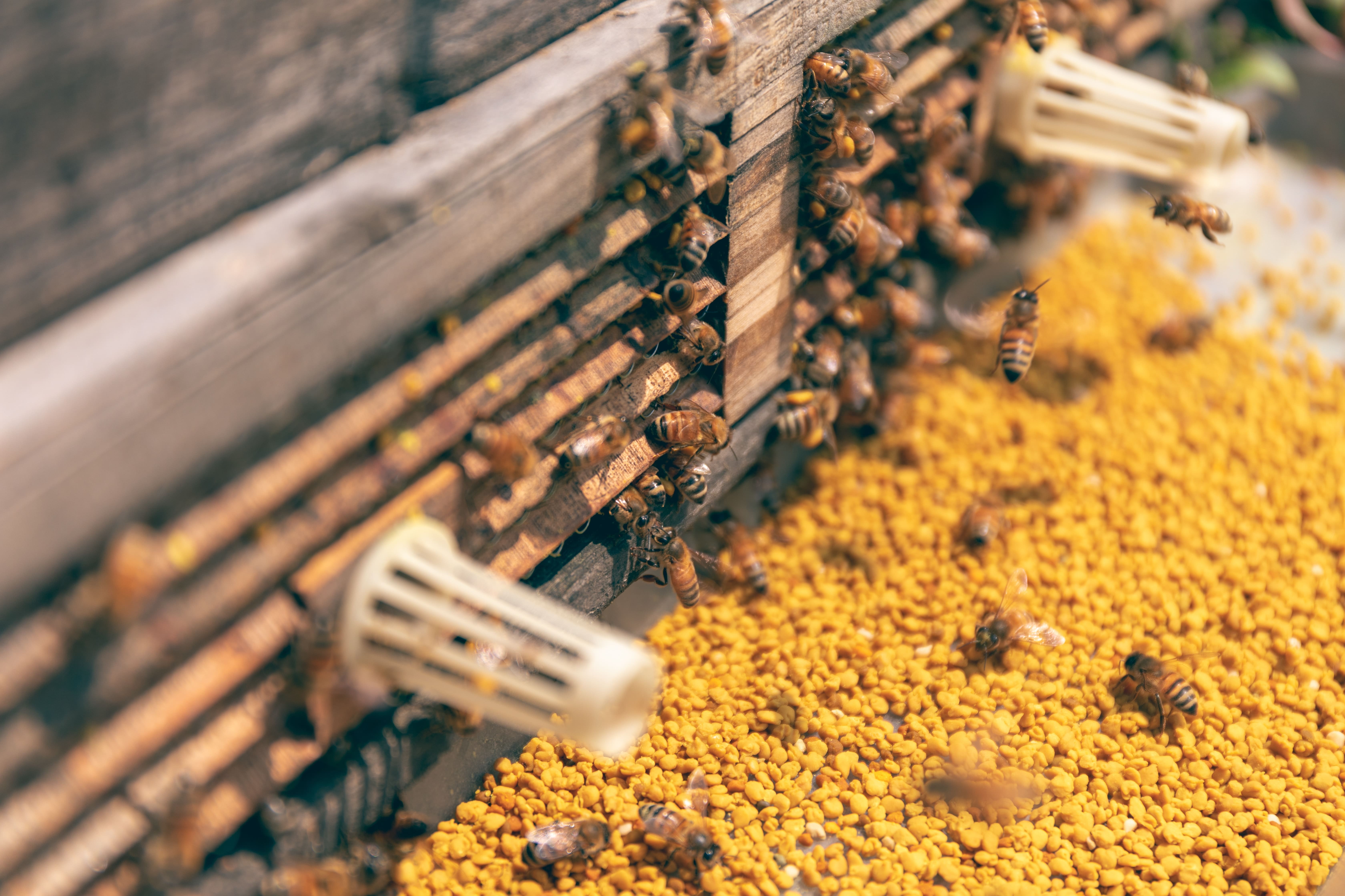 Abeilles dans leur ruche et au bord