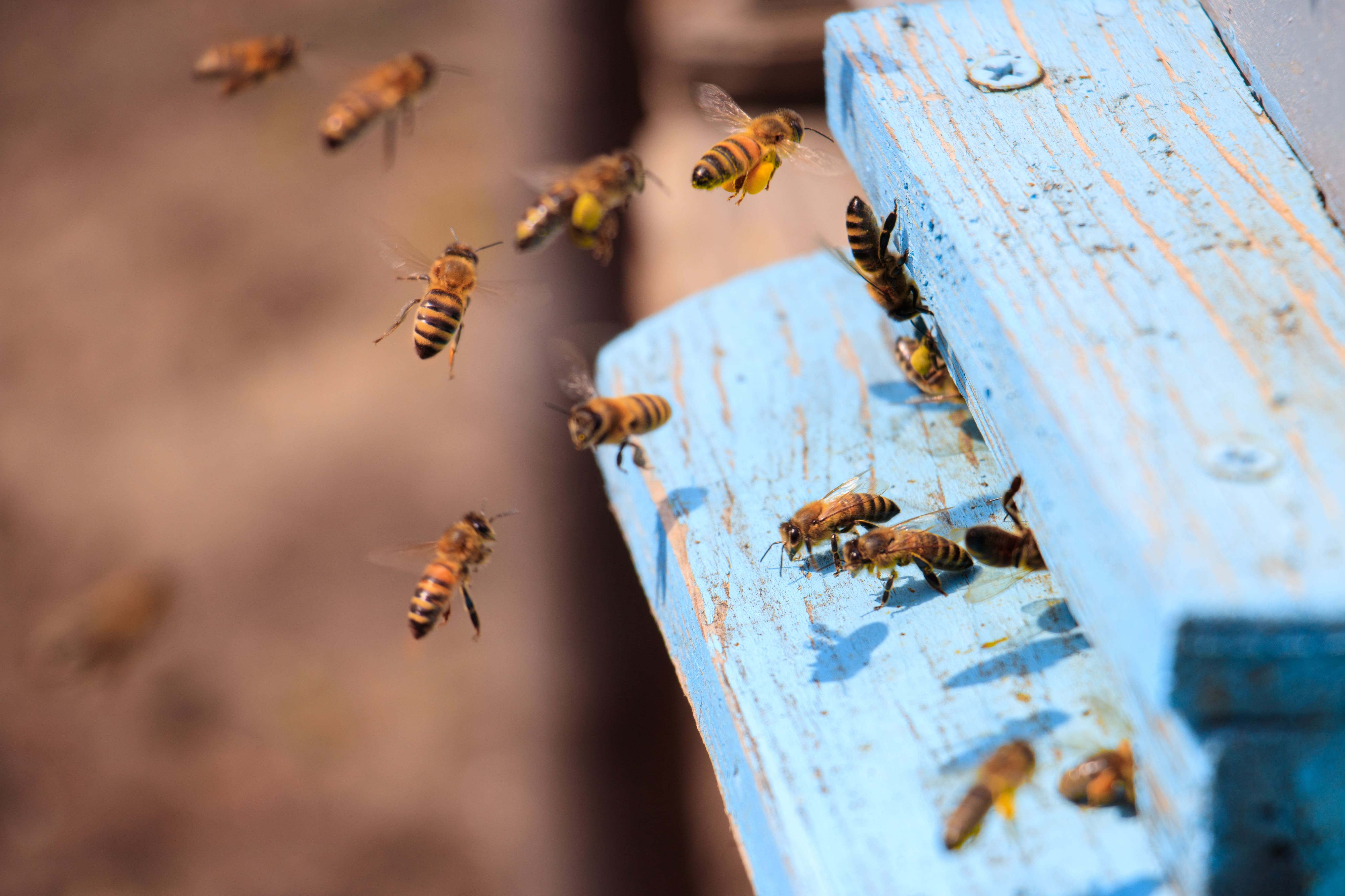 abeille qui sortent d'une ruche bleu