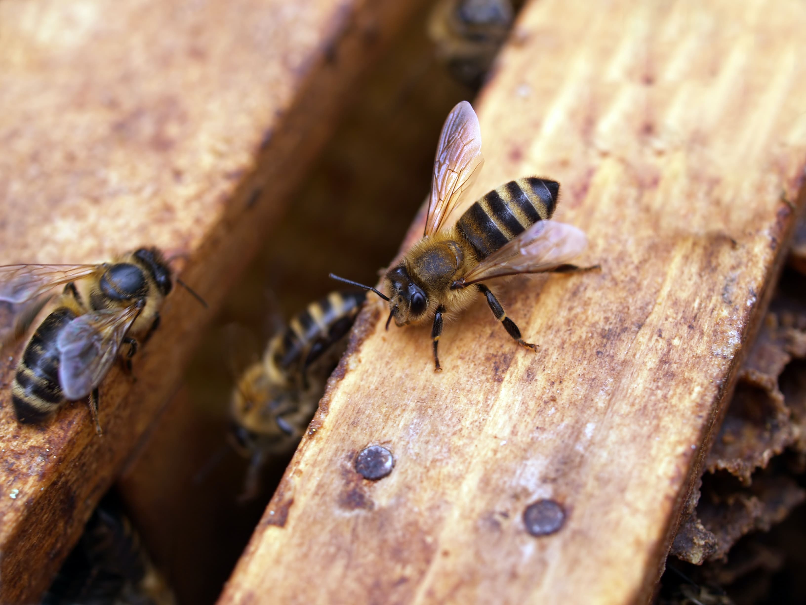 Abeilles sur leur ruche