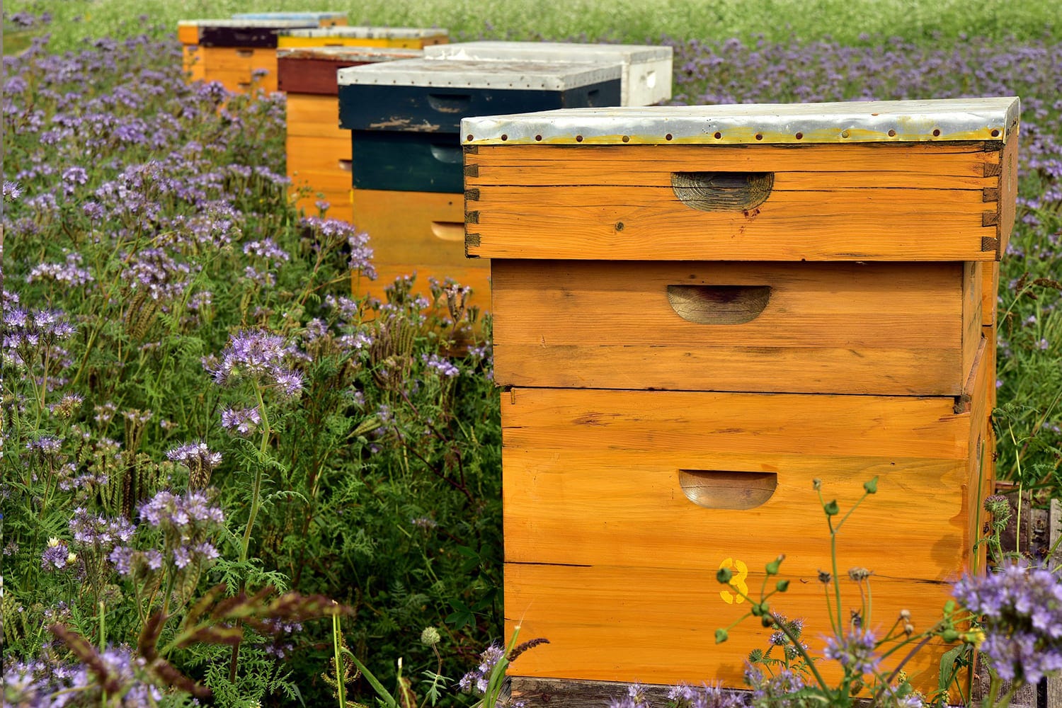 implantation des ruches jardin