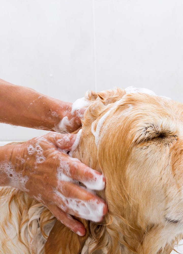 lavage poils chien shampoing