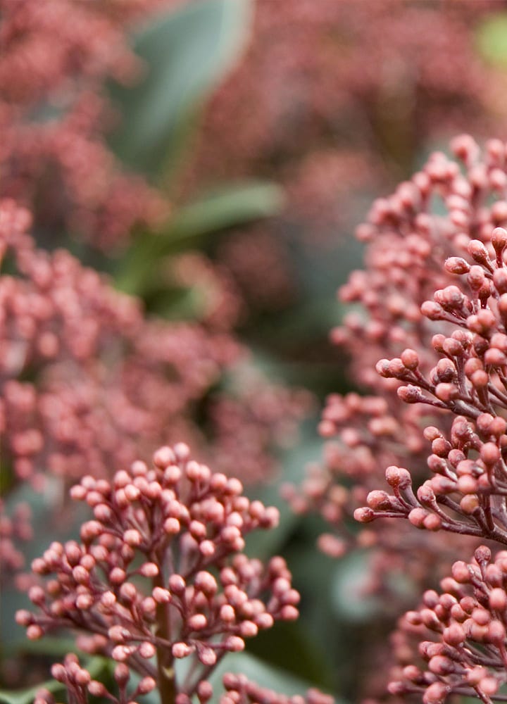 plantation skimmia fleurs jardin plantation jardin skimmia