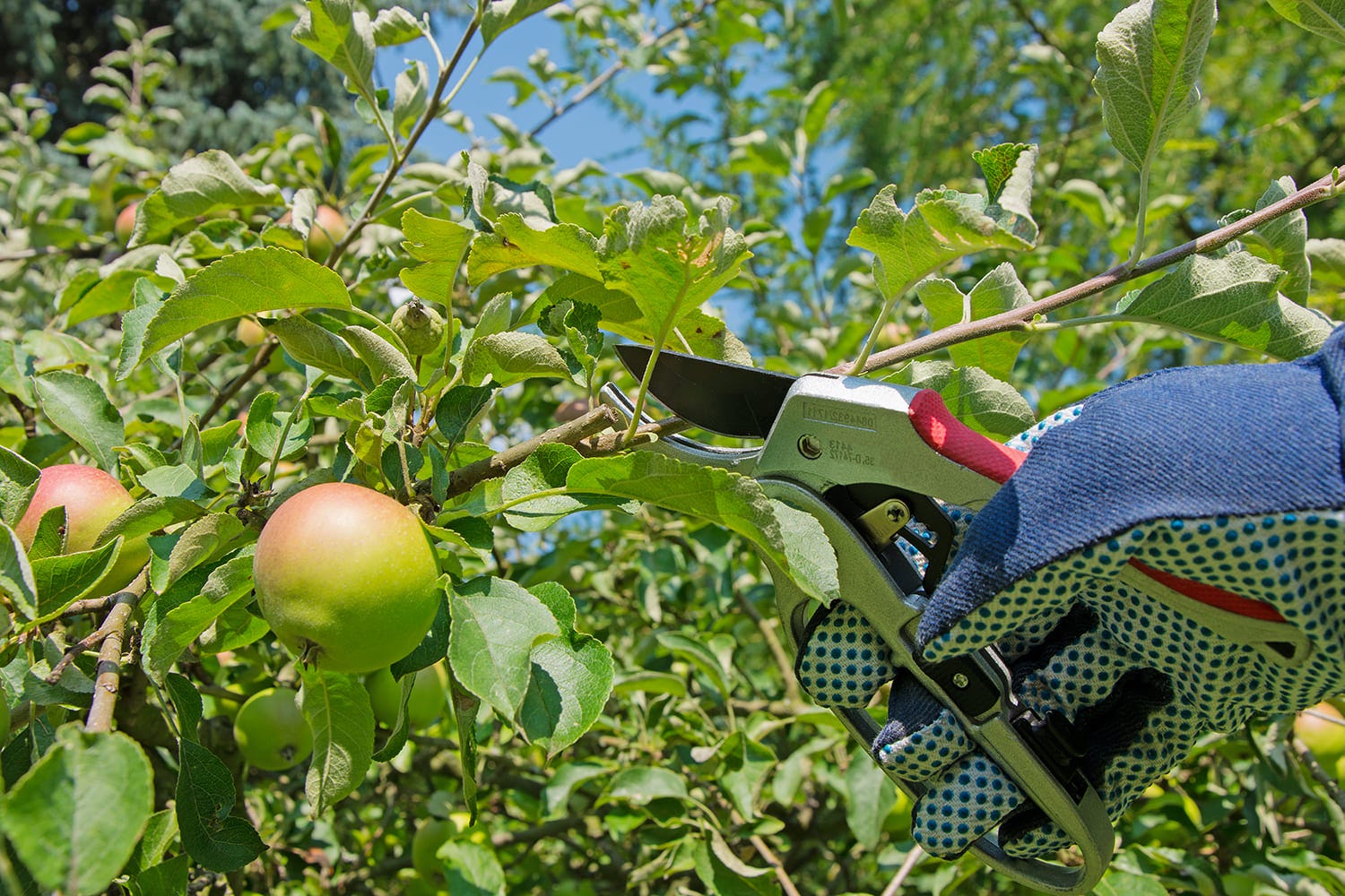 taille fruitiers jardin