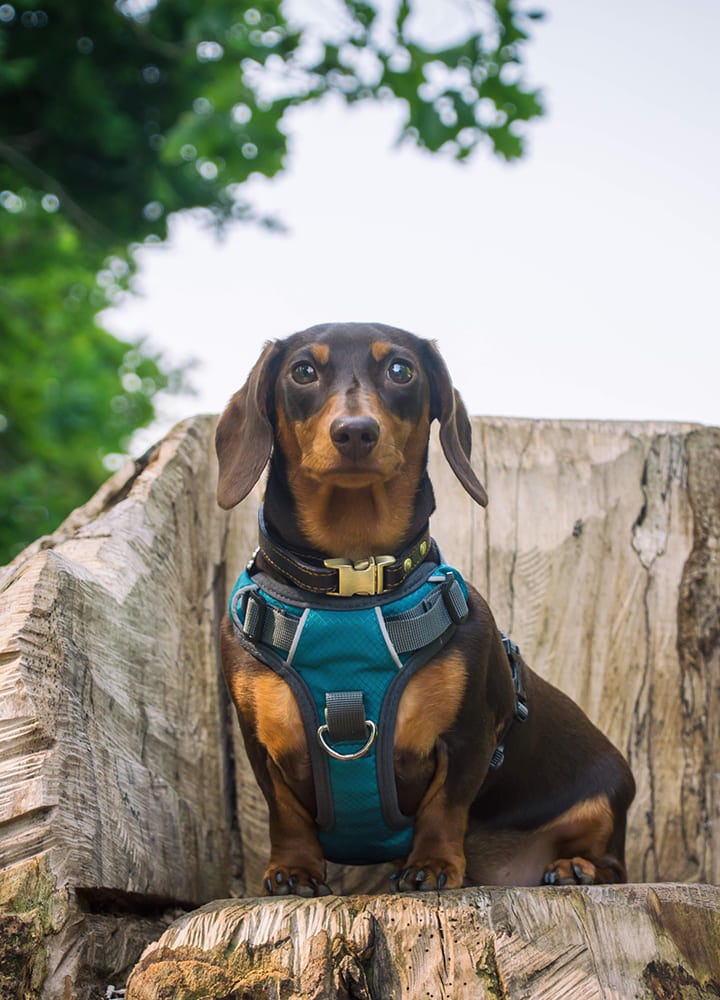 petit chien assis avec un harnais bleu